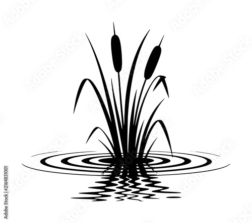 Fotografie Minimalist black silhouette of cattail plants growing in water with circular rip