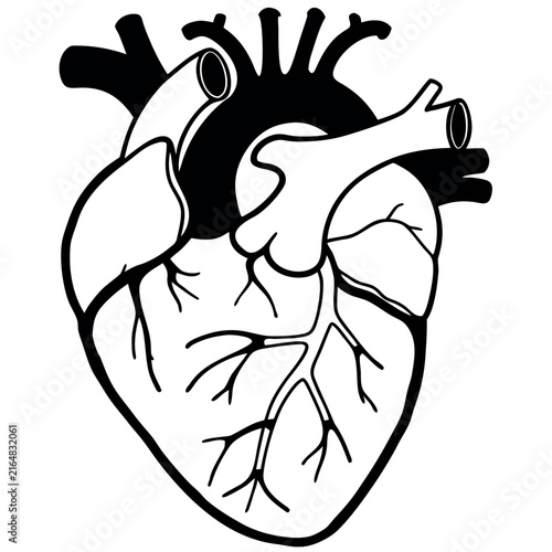 Fotografie Detailed Human Heart Anatomy Vector Illustration Medical Anatomical Cardiac Orga