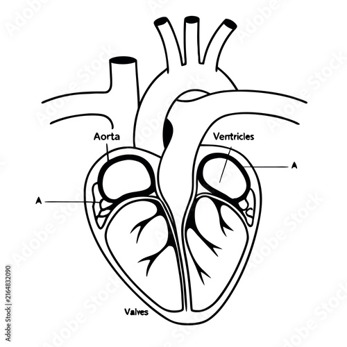 Obraz na plátně Detailed Human Heart Anatomy Vector Illustration Medical Anatomical Cardiac Orga