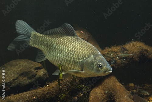 Carassius gibelio, pediment, prussian carp, silver carp, fish, fishes, pisces