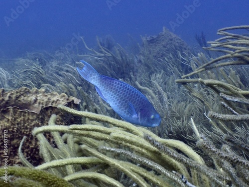A blue parrotfish (Scarus coeruleus) swims through dense whiplash gorgonians, Breakers dive site, Palm Beach, Florida, USA