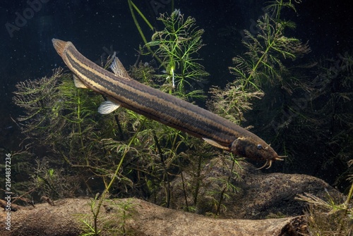 European Weather Loach, Misgurnus Fossilis, Pond Loach, Schlammpeitzger, FFH, Fish, Fish, Pisces, Weatherfish