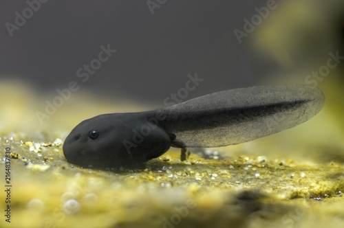 Bufo bufo, common toad, toad, amphibians, amphibians, tadpole, larva, larva, amphibians