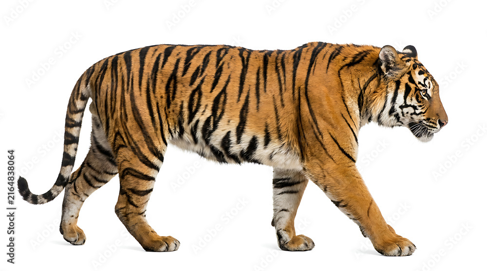 Obraz premium Side view of a tiger walking, isolated on white background