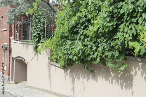 Sidewalk and facade of house with vegetation in the old Quebec. Architecture in the old Quebec and outdoor wall of a house.