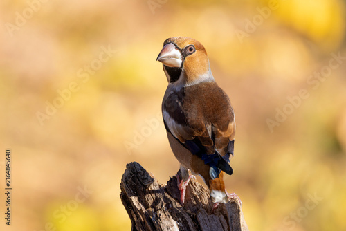 Bild auf Leinwand Hawfinch with thick beak perched on a bare branch