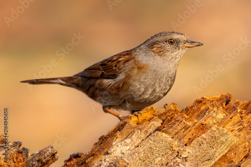 Canvas Print Dunnock perched on a weathered branch in the forest