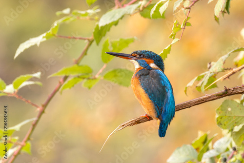 Canvas Print Common kingfisher perched on a thin branch