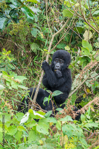 Two week old, endangered baby Silverback mountain gorilla eating vegetation in Bwindi Impenetrable National Park in Uganda.