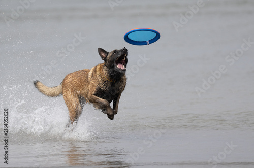 Fotografía Belgian Malinois dog at the beach playing disk