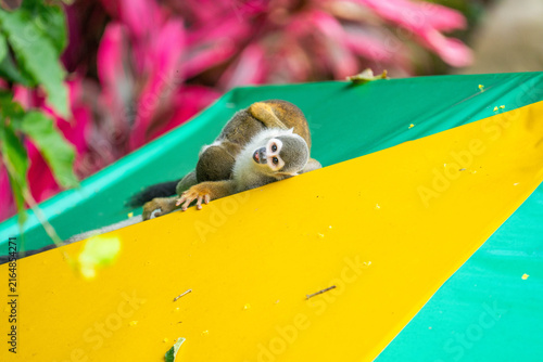 Photography Ecuadorian squirrel monkeys (Saimiri cassiquiarensis macrodon) playing on an umb
