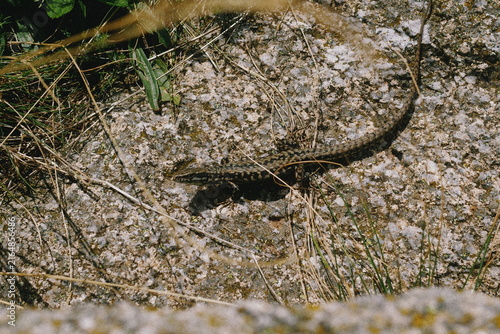 lizard on the stone