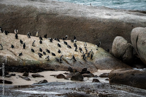 Fotografie African penguins congregate across coastal granite rocks and sandy shore at Boulders Beach near Cape Town, South Africa, beside the ocean water