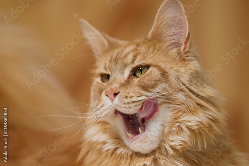 Detailed Close Up Portrait of a Majestic Ginger Maine Coon Cat male Indoors