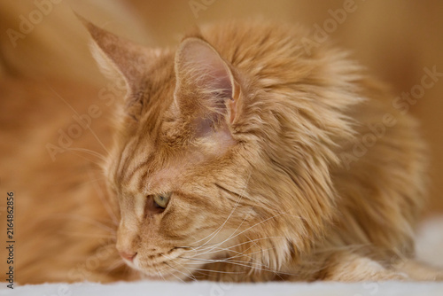 Detailed Close Up Portrait of a Majestic Ginger Maine Coon Cat male Indoors