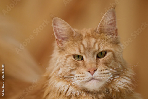 Detailed Close Up Portrait of a Majestic Ginger Maine Coon Cat male Indoors