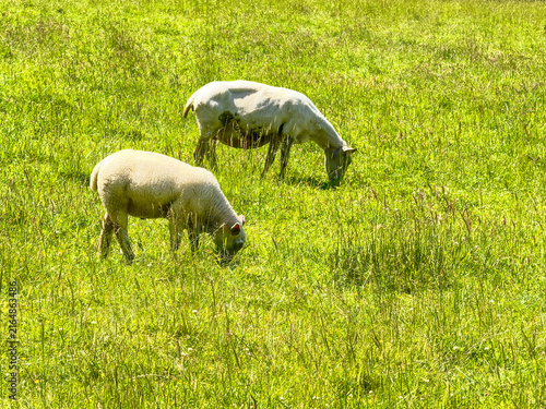 Obraz na płótnie Sheep grazing on lush pasture in a field in summer