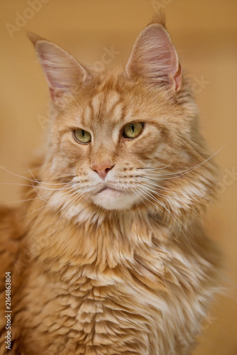 Detailed Close Up Portrait of a Majestic Ginger Maine Coon Cat male Indoors