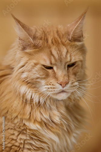 Detailed Close Up Portrait of a Majestic Ginger Maine Coon Cat male Indoors
