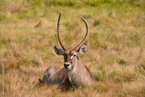 Foto Male waterbuck resting in coastal grasslands at Cape Vidal, iSimangaliso Wetland