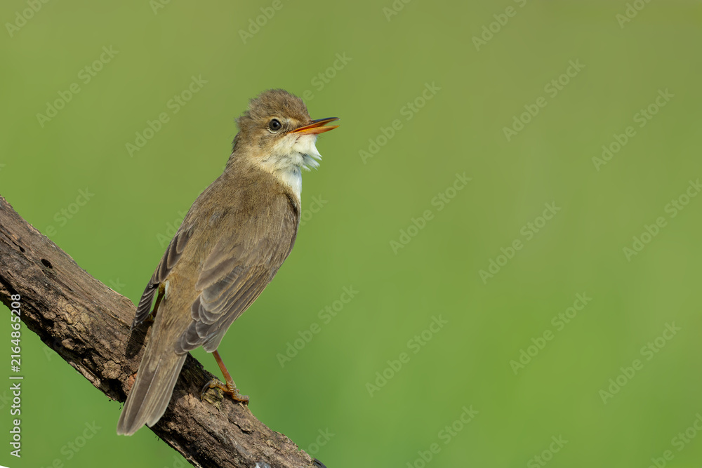 Obraz premium Marsh Warbler Singing on a Branch