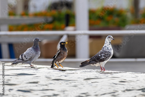 Canvastavla Three urban birds standing together outdoors