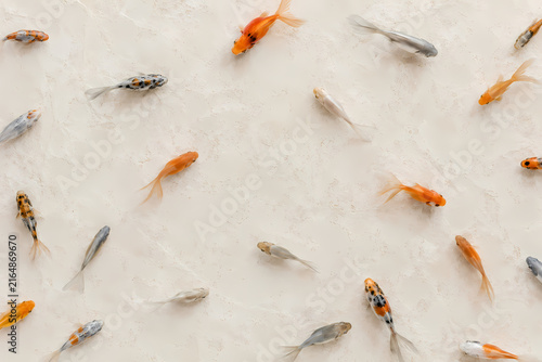 Colorful Small Fish Swimming on Light Background – Aquarium, Aquatic Life and Freshwater Nature Concept
