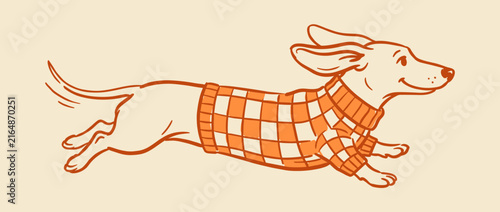 Joyful dachshund in a checkered sweater running with ears flapping
