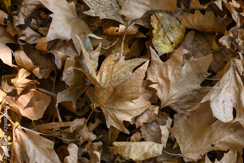 Quadro su tela Leaves blanket the forest floor in golden hues during a calm autumn afternoon