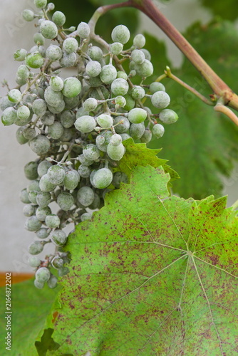 Powdery Mildew on Grapes and Grapevine Leaf