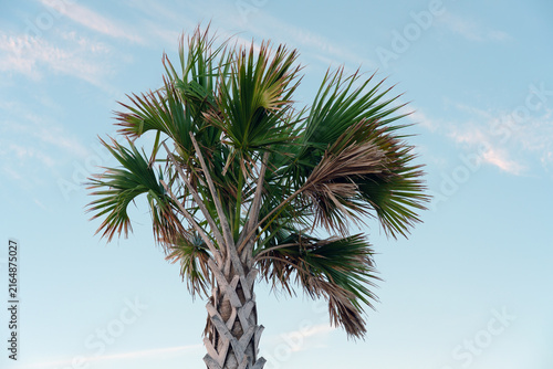 Palmetto Palm at Florida Beach