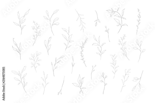 Delicate Line Art Leaf Branches Minimal Botanical Vector Set