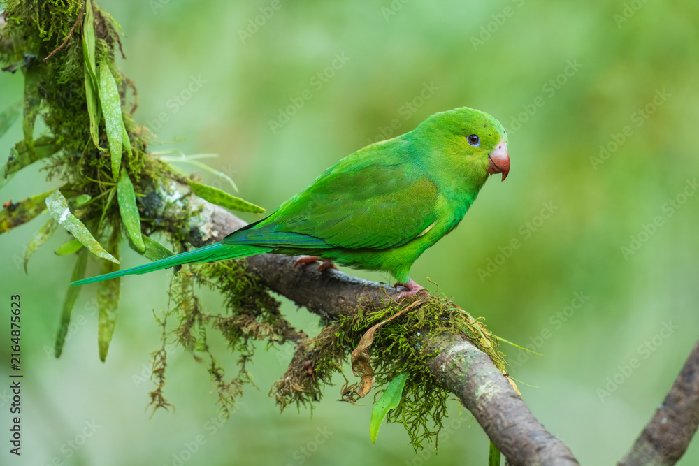 Obraz premium Plain parakeet (Brotogeris tirica) perched on a mossy branch in the Atlantic Forest, Brazil.