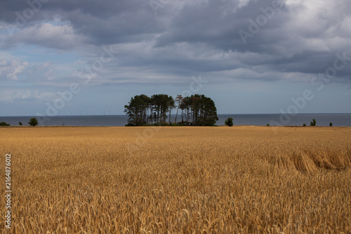 Canvas Print Golden Grain Field and Wind-Swept Trees on the Danish Coast