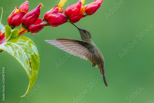 фотографія A stunning hummingbird hovering in mid-air to feed on bright red and yellow tropical flowers, set against a smooth green background in Brazil
