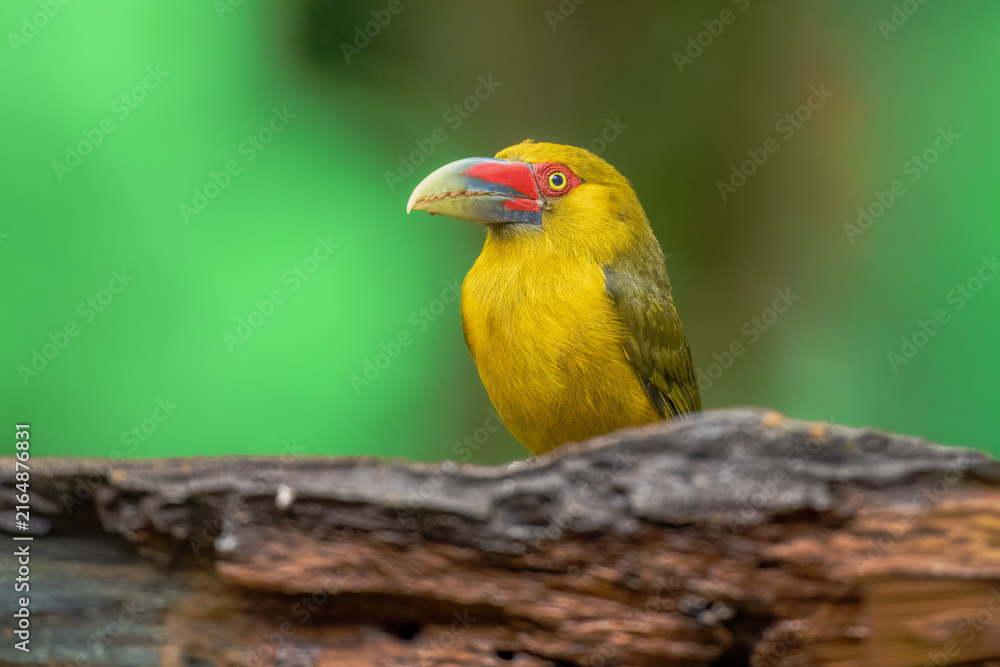 Naklejka premium Saffron toucanet (Pteroglossus bailloni) calling with open beak on a mossy branch in the Atlantic Forest, Brazil.