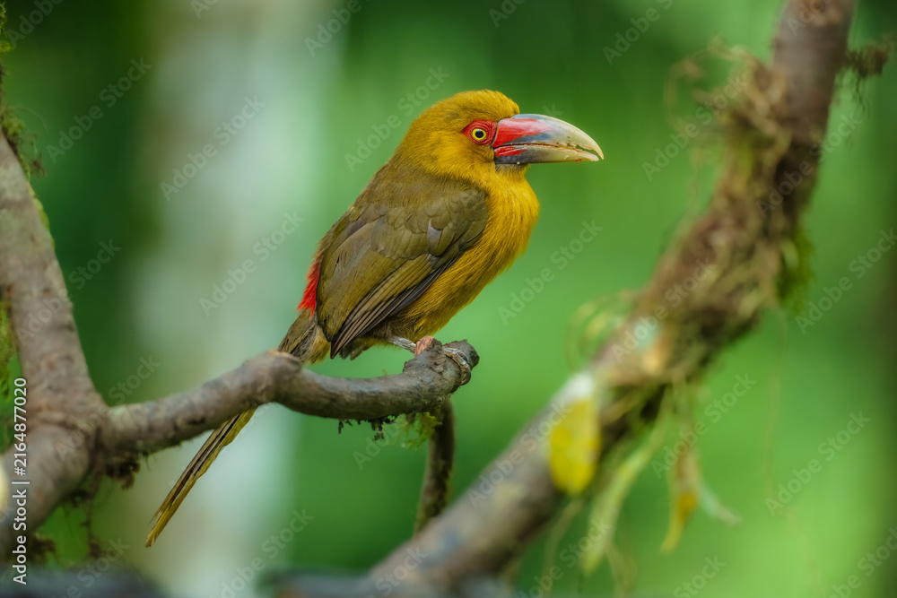 Naklejka premium Saffron toucanet (Pteroglossus bailloni) calling with open beak on a mossy branch in the Atlantic Forest, Brazil.