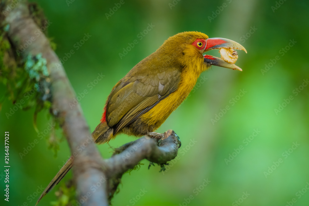 Naklejka premium Saffron toucanet (Pteroglossus bailloni) calling with open beak on a mossy branch in the Atlantic Forest, Brazil.
