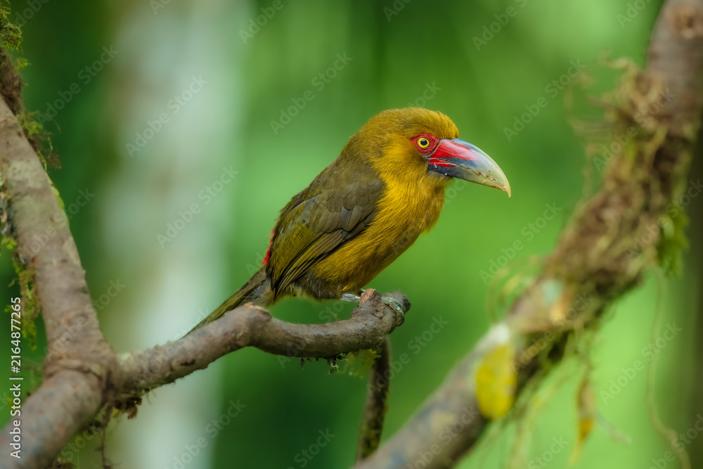Naklejka premium Saffron toucanet (Pteroglossus bailloni) calling with open beak on a mossy branch in the Atlantic Forest, Brazil.