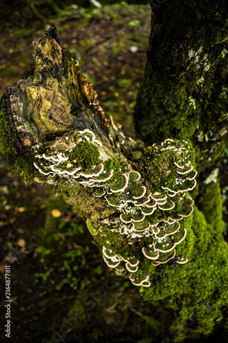 Bright moss cushion on decaying forest tree stump