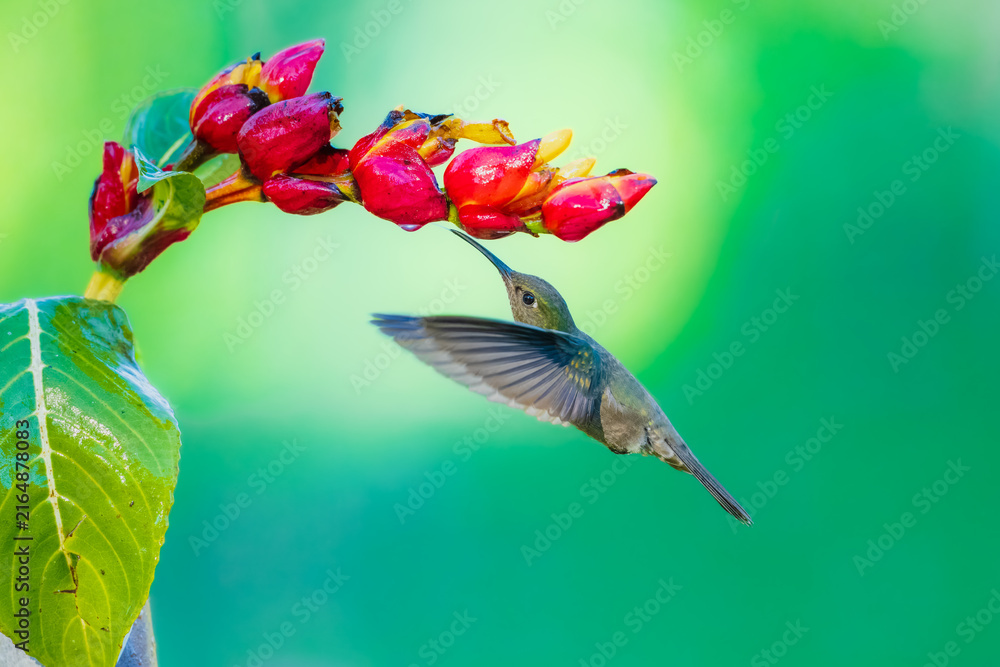 Fototapeta premium A stunning hummingbird Sombre Hummingbird hovering in mid-air to feed on bright red and yellow tropical flowers, set against a smooth green background in Brazil.