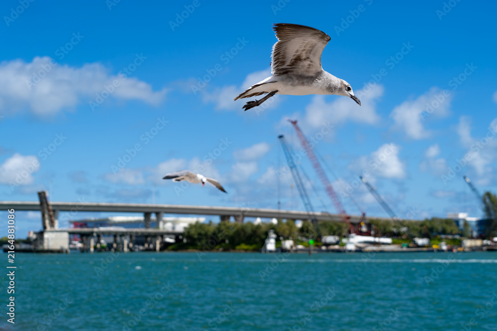Naklejka premium Two seagulls flying over harbor with bridge and construction cranes