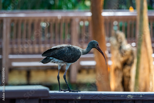 Принти на полотні Dark ibis with curved beak standing near a wooden railing