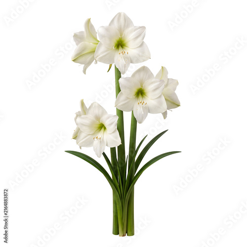 white amaryllis bouquet