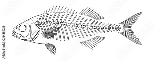 Fish skeleton outline drawing isolated on transparent background for biological illustrations.