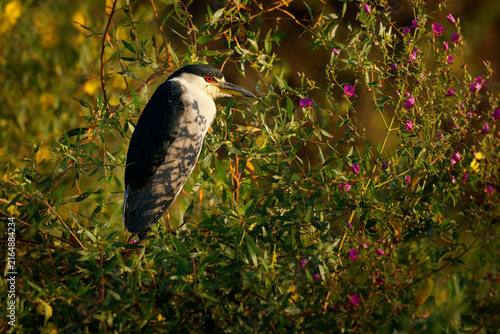 Foto Black-crowned night heron Nycticorax nycticorax perched among purple flowers wit
