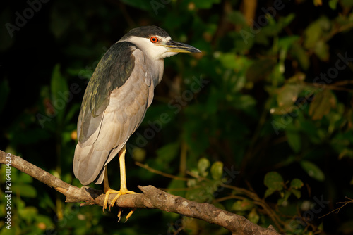 Canvastavla Black-crowned night heron Nycticorax nycticorax close portrait showing a strikin