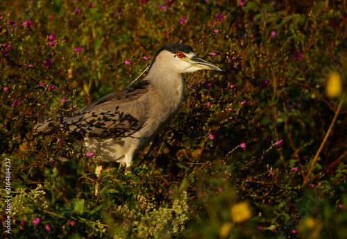 Foto Black-crowned night heron Nycticorax nycticorax portrait framed by pink flowers