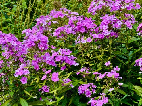 pink flowers in the garden