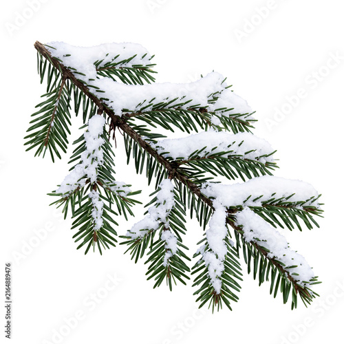 spruce branch with snow